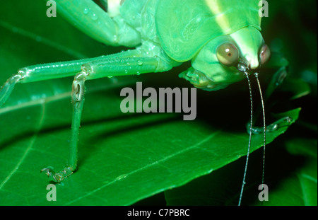 Bush-Cricket / Winkel-Flügel Grashuepfer (Microcentrum sp: Tettigoniidae) zeigt das Ohr Schlitz auf der Vorderseite Tibia, Regenwald, Trinidad Stockfoto