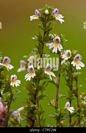 Gemeinsamen Augentrost, Euphrasia Nemorosa in Blüte, Kalkstein Grünland, Dorset. Stockfoto