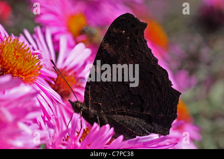 Schmetterling (Europäische Pfau) sitzen auf Chrysantheme Stockfoto