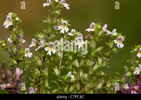 Gemeinsamen Augentrost, Euphrasia Nemorosa in Blüte, Kalkstein Grünland, Dorset. Tageslicht mit Aufhellblitz Stockfoto