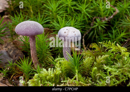 Amethyst Betrüger Pilze, Lacktrichterling Amethystea; unter Moos. New Forest. Stockfoto