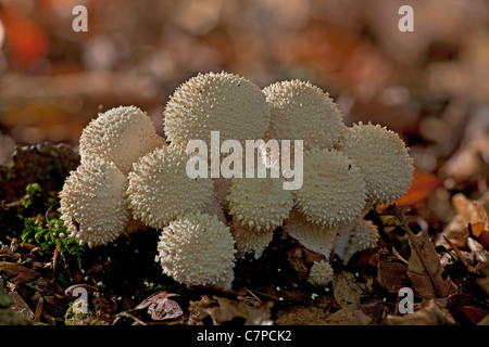 Eine Gruppe von gemeinsamen Flaschenboviste, Lycoperdon Perlatum im tiefen Schatten, New Forest. Stockfoto