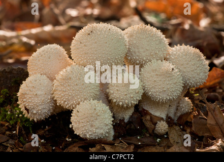 Eine Gruppe von gemeinsamen Flaschenboviste, Lycoperdon Perlatum im tiefen Schatten, New Forest. Stockfoto