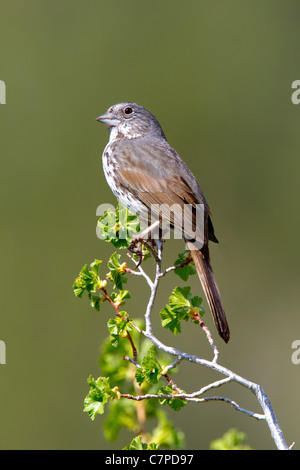 Fox-Sparrow Passerella Iliaca Megarhyncha Lee Vining Canyon, Kalifornien, USA 14 können Erwachsene Emberizidae Stockfoto