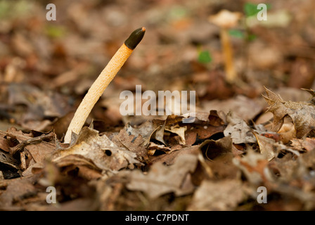 Hund Stinkmorchel Pilz, Mutinus Caninus im alten Wald. Wilts. Stockfoto