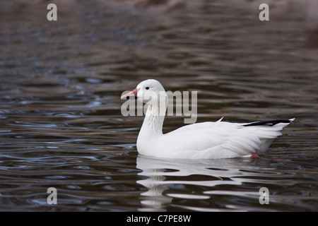 Schneegans Stockfoto