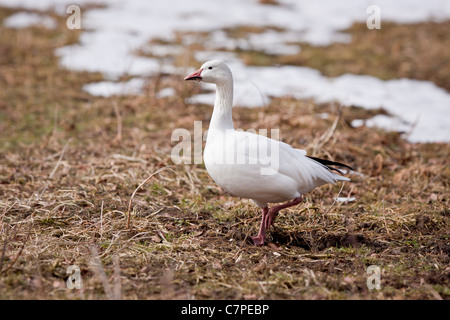 Schneegans Stockfoto