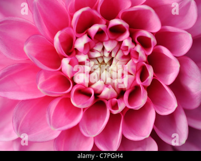 Eine Nahaufnahme von einem hellen rosa Pom Pom dahlia Stockfoto