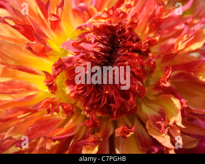 Das Innere der eine gelbe und rote dekorative Dahlie Stockfoto