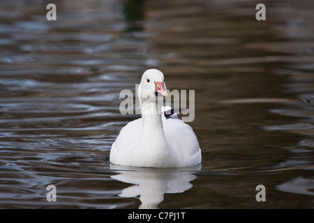 Schneegans Stockfoto