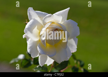 Crocus Rose (Ausquest) auf dem Display an Port Sunlight, Wirral, England, Vereinigtes Königreich Stockfoto