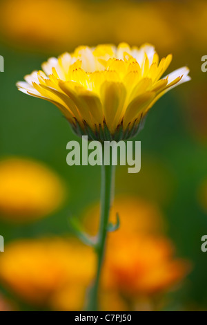 Eine Nahaufnahme von einem orange Ringelblumeblume Stockfoto