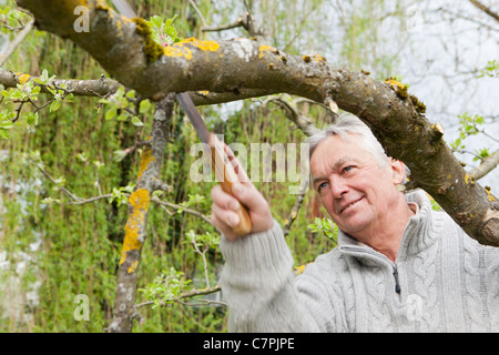 Ältere Mann trimmen Baum im Hinterhof Stockfoto