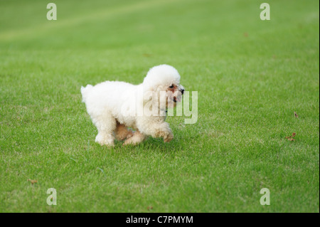 Weißer Pudelhund läuft auf der Wiese Stockfoto