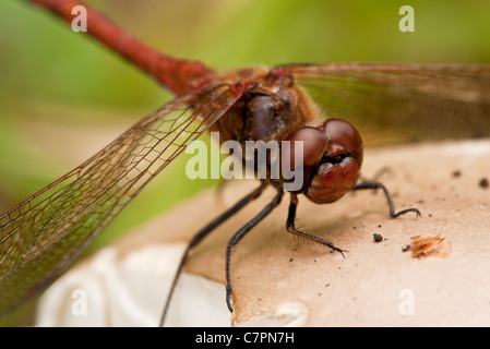 Männliche schnauzbärtige Darter oder Vagrant Darter, Sympetrum Vulgatum; auf Pilz. Estland Stockfoto