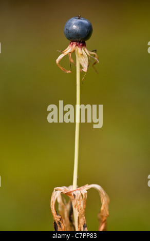 Reife Früchte der Einbeere Paris Quadrifolia im Herbst. Stockfoto