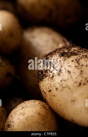 Neue, frische Kartoffeln gegraben aus dem Garten mit ein wenig Erde noch angebracht, um die Haut der Kartoffel Stockfoto