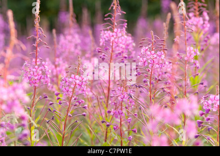 Rosebay Willowherb Epilobium Angustifolium Weidenröschen Bombweed mehrjährige krautige Pflanze Onagraceae. Stockfoto