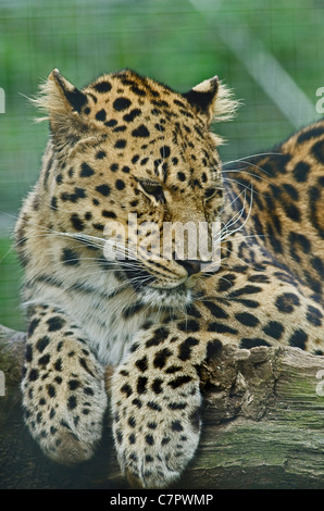 Foto von einem Amur-Leopard (Panthera Pardus Orientalis) in Gefangenschaft Stockfoto