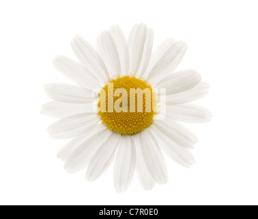 Oxeye Daisy, Leucanthemum Vulgare. VEREINIGTES KÖNIGREICH. Stockfoto