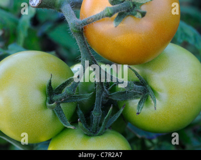 Reife Tomaten wachsen am Rebstock Stockfoto