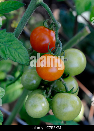 Ein Hochblatt oder Zweig des wachsenden Tomaten Stockfoto