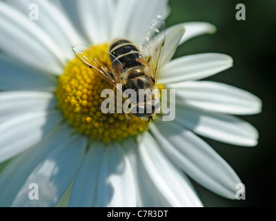 Eine Schwebfliege sitzt auf einer Blume Stockfoto