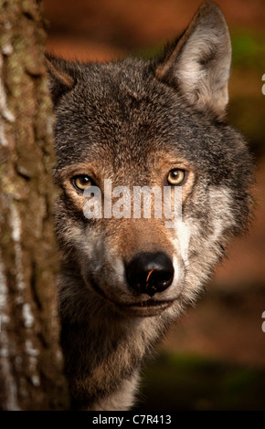 Europäischer Grauwolf peering runden Baum Stockfoto