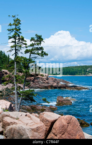 Klippen neben Thunder Hole Acadia Nationalpark Maine Stockfoto