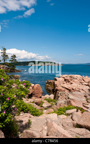 Klippen neben Thunder Hole Acadia Nationalpark Maine USA Stockfoto