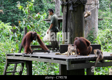 Fütterung bei Orang Utan Rehabilitation Centre, Sepilok, Sabah, Borneo, Malaysia Stockfoto