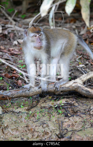 Long-tailed Macaque entlang Kinabatangan Fluss, Sabah, Borneo, Malaysia Stockfoto