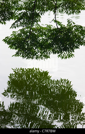 Baum mit Spiegelbild im See, Guilin, Provinz Guangxi, China Stockfoto