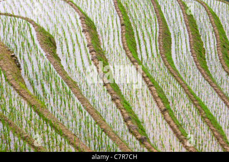 Neu gepflanzte Reis Sämlinge auf der Terrasse, Longsheng, Guangxi, China Stockfoto