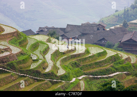 Dorfhäuser mit Reis-Terrassen in den Bergen, Longsheng, Guangxi, China Stockfoto