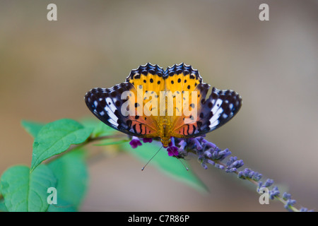 Plain Tiger Schmetterling (Danaus Wachen) ernähren sich von lila Blüten, China Stockfoto