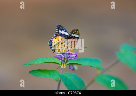 Plain Tiger Schmetterling (Danaus Wachen) ernähren sich von lila Blüten, China Stockfoto