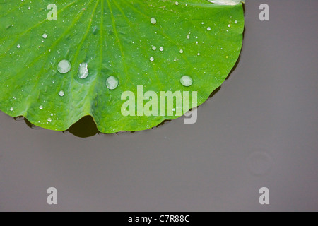 Lotusblatt mit Tau in den Teich im chinesischen Garten, China Stockfoto