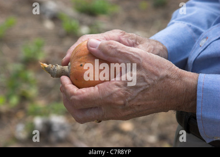 Alte Mannhände halten eine Frucht auf einem Bauernhof in ländlichen Panama. Stockfoto