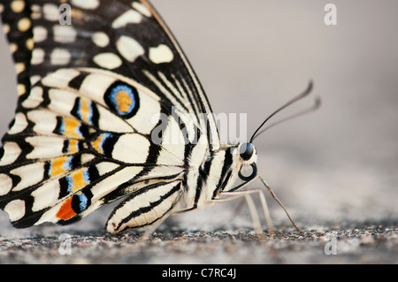 Papilio Demoleus. Kalk-Schmetterling Stockfoto