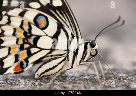 Papilio Demoleus. Kalk-Schmetterling Stockfoto