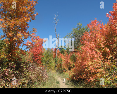 Bäume mit bunten Blättern im Killyon Canyon im US-Bundesstaat Utah Stockfoto