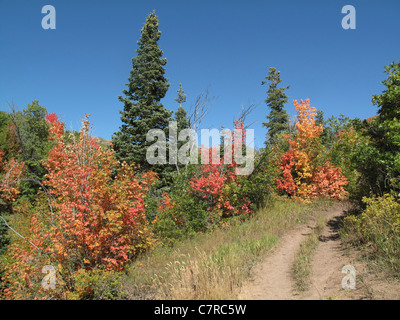 Bäume mit bunten Blättern im Killyon Canyon im US-Bundesstaat Utah Stockfoto