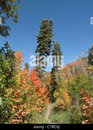 Bäume mit bunten Blättern im Killyon Canyon im US-Bundesstaat Utah Stockfoto