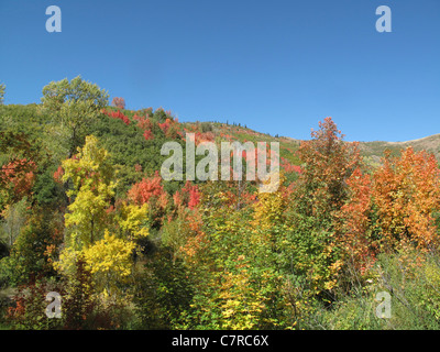 Bäume mit bunten Blättern im Killyon Canyon im US-Bundesstaat Utah Stockfoto