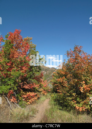 Bäume mit bunten Blättern im Killyon Canyon im US-Bundesstaat Utah Stockfoto