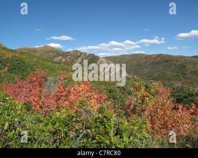 Bäume mit bunten Blättern im Killyon Canyon im US-Bundesstaat Utah Stockfoto