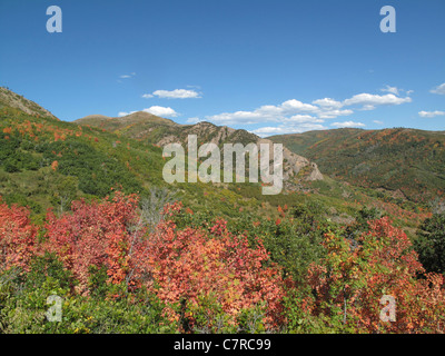 Bäume mit bunten Blättern im Killyon Canyon im US-Bundesstaat Utah Stockfoto