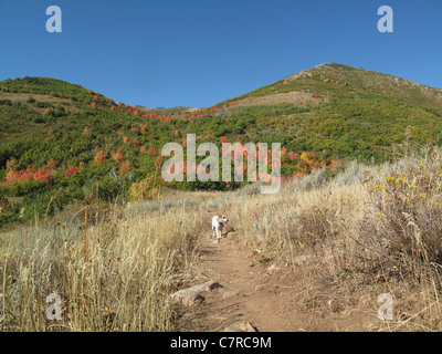 Bäume mit bunten Blättern im Killyon Canyon im US-Bundesstaat Utah Stockfoto