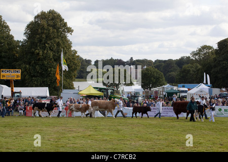 Aylsham Landwirtschaftsausstellung, Norfolk. Rinder-Rassen-Parade, im Ehrenring. Blickling Immobilien, Norfolk. Stockfoto